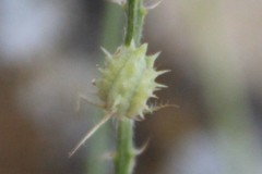 Onobrychis novopokrovskii