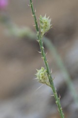 Onobrychis novopokrovskii