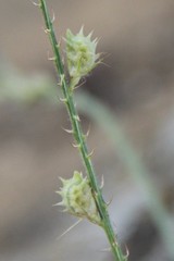 Onobrychis novopokrovskii