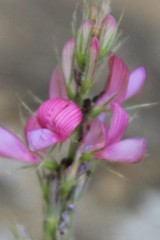 Onobrychis novopokrovskii