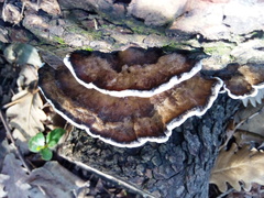 Trametes