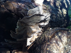 Trametes