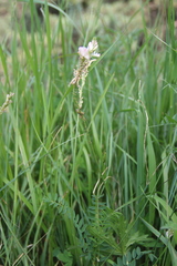 Onobrychis ruprechtii