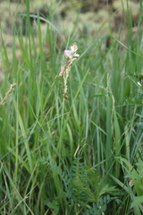 Onobrychis ruprechtii