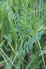 Onobrychis ruprechtii