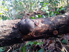 Daldinia concentrica