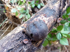 Daldinia concentrica