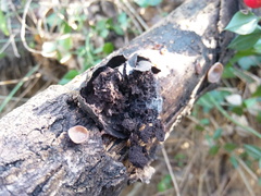 Daldinia concentrica