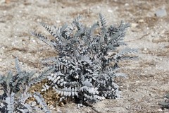 Astragalus oxyphysus