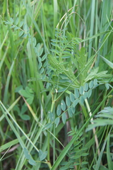 Onobrychis ruprechtii