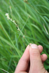 Onobrychis ruprechtii