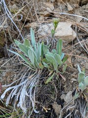 Phoenicaulis cheiranthoides