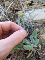 Phoenicaulis cheiranthoides