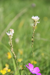 Onobrychis ruprechtii
