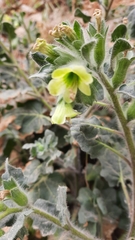 Hyoscyamus albus