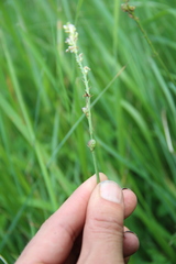 Onobrychis ruprechtii