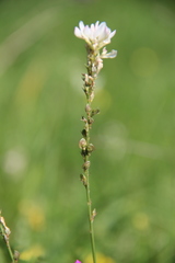 Onobrychis ruprechtii