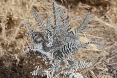 Astragalus oxyphysus