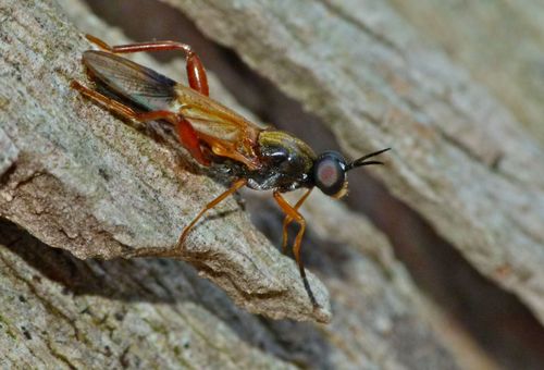 Benhamyia apicalis photo 3