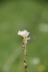 Onobrychis ruprechtii