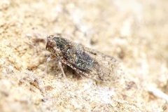 Tachycixius