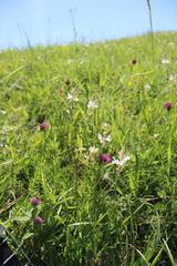 Onobrychis ruprechtii