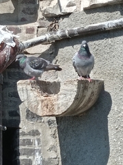 Columba livia domestica