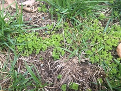 Veronica arvensis