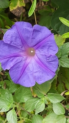 Ipomoea indica