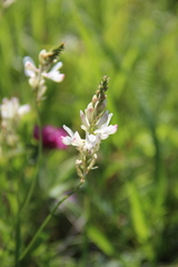 Onobrychis ruprechtii