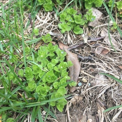 Veronica arvensis