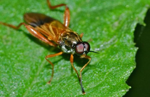 Benhamyia apicalis photo 4