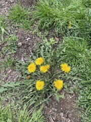 Taraxacum