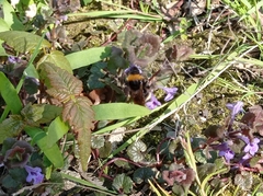 Bombus