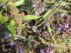 Bombus