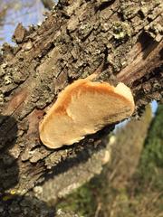Phellinus pomaceus