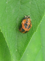 Harmonia axyridis