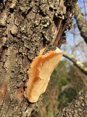 Phellinus pomaceus