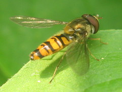 Episyrphus balteatus