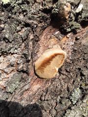 Phellinus pomaceus
