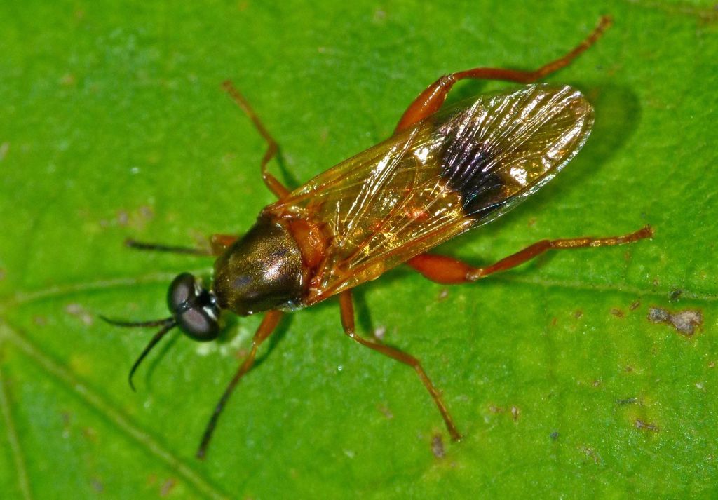 Benhamyia apicalis