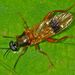 Benhamyia apicalis - Photo (c) Steve Kerr,  זכויות יוצרים חלקיות (CC BY), הועלה על ידי Steve Kerr
