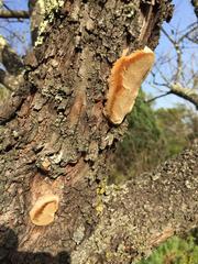Phellinus pomaceus