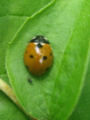 Coccinella septempunctata