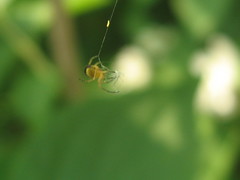 Araneinae