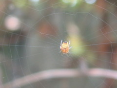 Araneinae