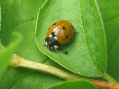 Coccinella septempunctata