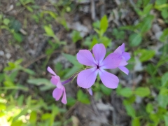 Phlox pilosa