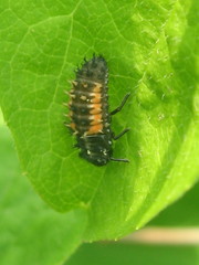 Harmonia axyridis
