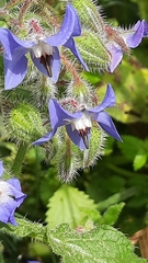 Borago officinalis